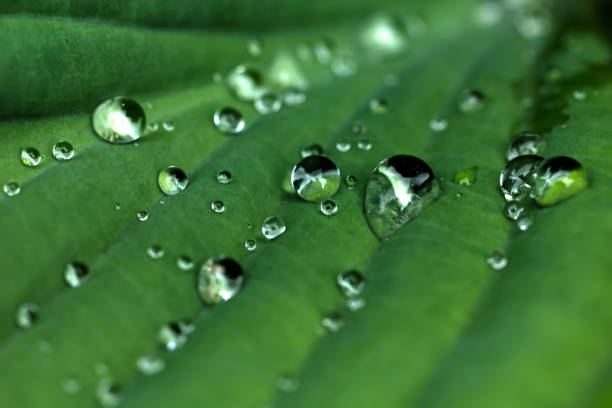 istock Drops. A leaf of a plant. 667552796