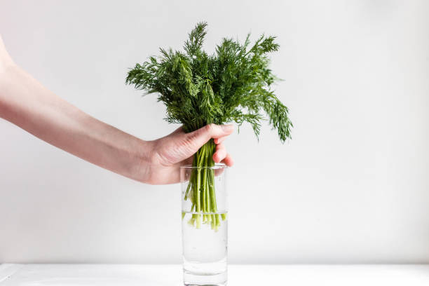 weibliche hände frischen fenchel in ein glas mit wasser - dill fennel isolated herb stock-fotos und bilder