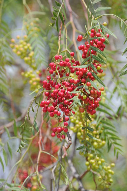 istock Red pepper on the tree in Spain 667553002