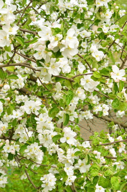 istock Blossoming of apple trees 667553264