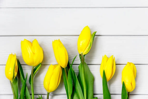 istock Beautiful yellow tulips on a white background table 667557934
