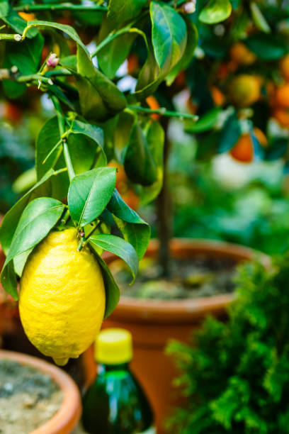 istock Fruits in the market place 667560298