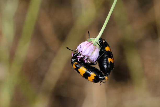 Insect Entomology Beetle - Free photo on Pixabay