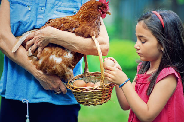 istock Little girl is taking fresh egg from a basket 667564520