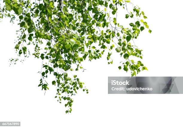 Birch Twigs Isolated Stock Photo - Download Image Now - Birch Tree, Branch - Plant Part, Cut Out