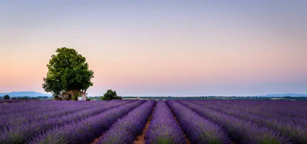 Photo of lonely house in the lavender field