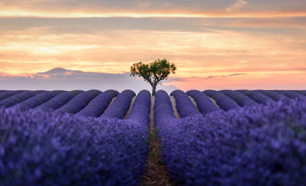 lonely tree in the lavender field Taken near valensole, south of France. Sunset with a lonely tree in the lavender field avignon france stock pictures, royalty-free photos & images