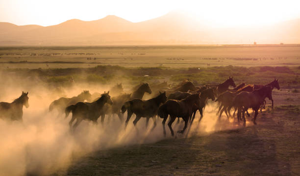 istock Herd of horse are running 667576472