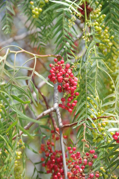 istock Red pepper on the tree in Spain 667576546