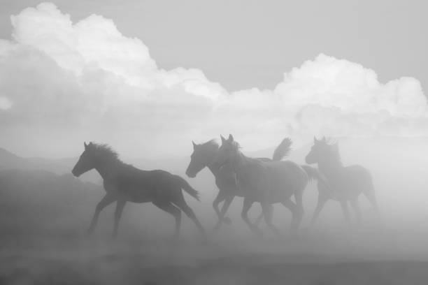 istock Herd of horse are running 667576814