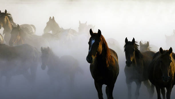 istock Herd of horse are running 667576880