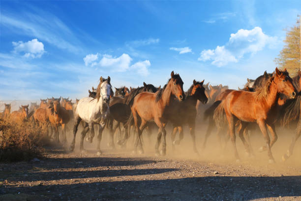 istock Galloping horses at the nature. Horses running. 667577940