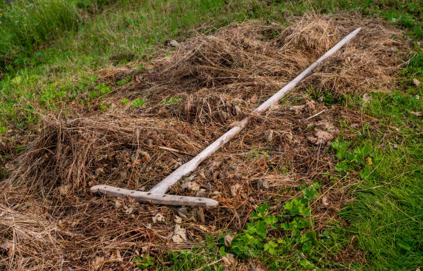 istock wooden rake on hay 667577984