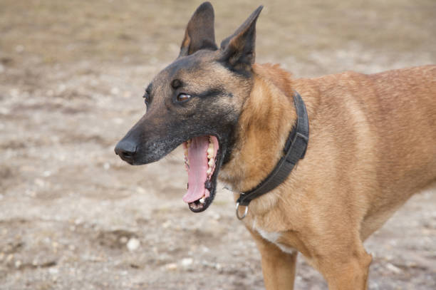 istock Dogs over dogs 667595756