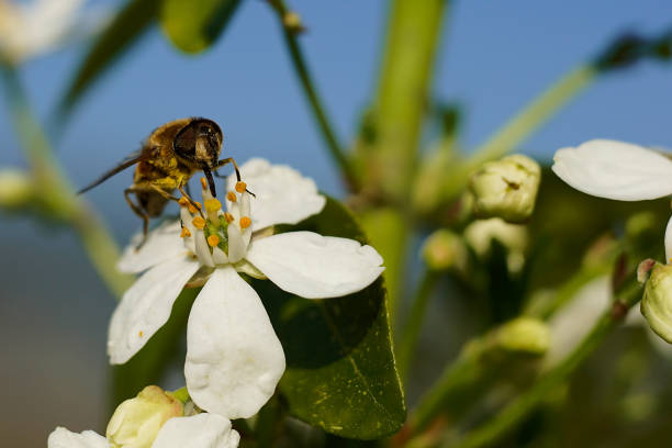 istock Honey bee on a white flower 667596054