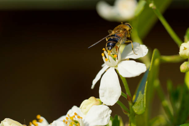 istock Honey bee on a white flower 667596072