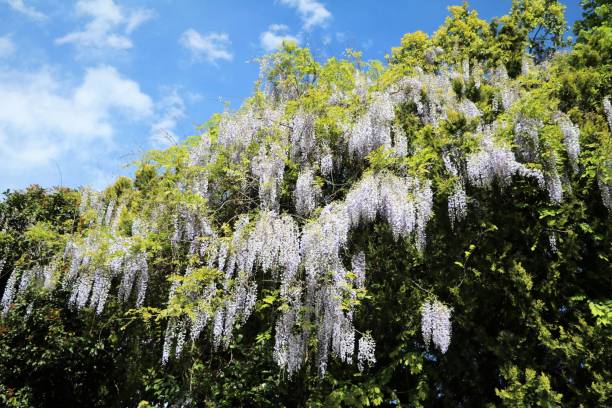 Blooming wisteria frutescens in spring Blooming wisteria frutescens in spring wisteria frutescens stock pictures, royalty-free photos & images