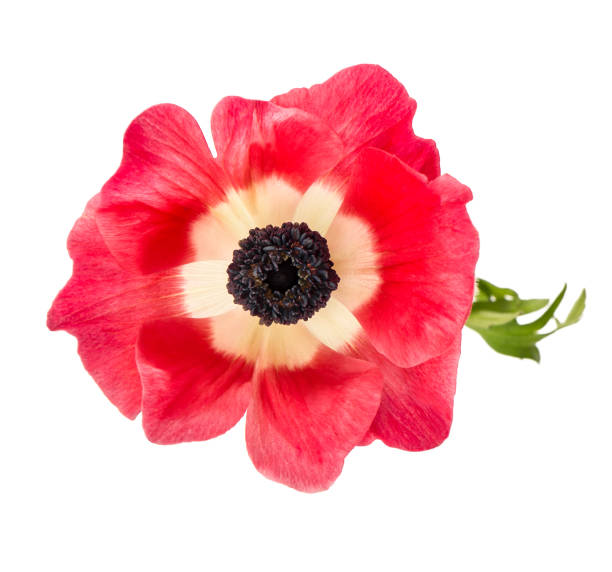 Flower head. Pink anemone isolated on white background