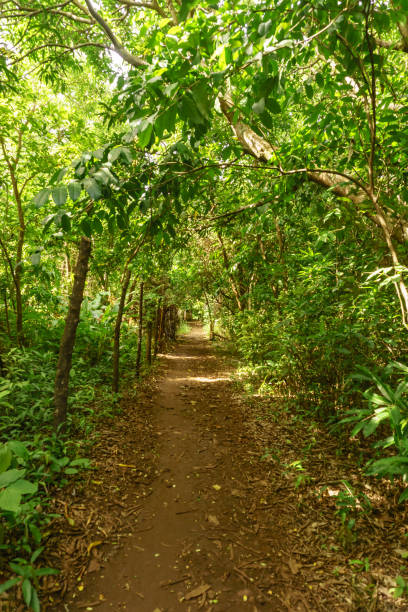 istock way on nature in Little Corn Island 667598510