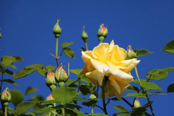 istock Buds of yellow roses under blue sky in summer 667598832