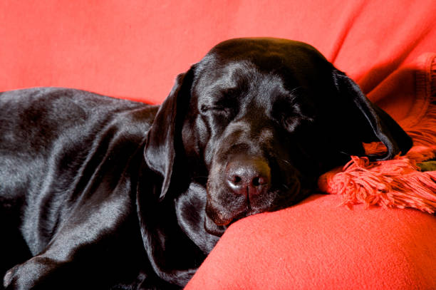 istock Dogs over dogs 667599020