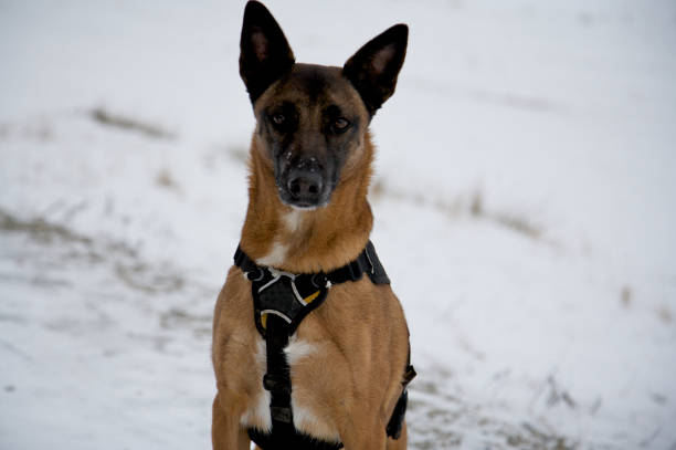 istock Dogs over dogs 667599492