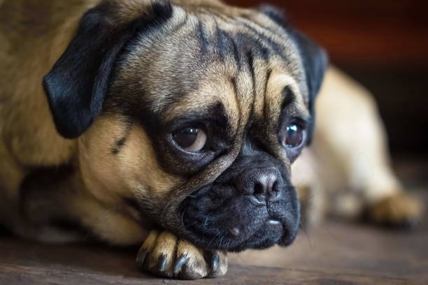 istock Lovely lonely white pug dog laying on floor 667599652