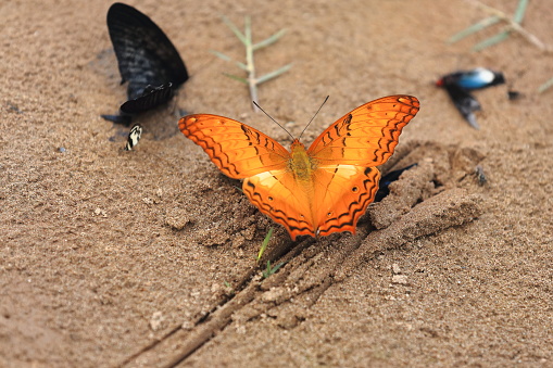 Vindula Erota-Common Cruiser butterfly on the sand of the east-left bank of Nam Ou-Rice Bowl river. Sop Chem village of the Lu hill tribe well known for its colored fabrics-Luang Prabang prov.-Laos.