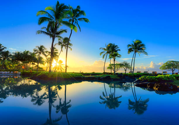 Sunrise behind palm trees in Kauai, Hawaii