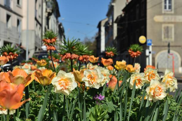 istock Blooming flowers in the city 667609948