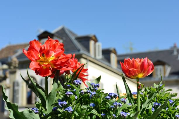 istock Blooming flowers in the city 667610150
