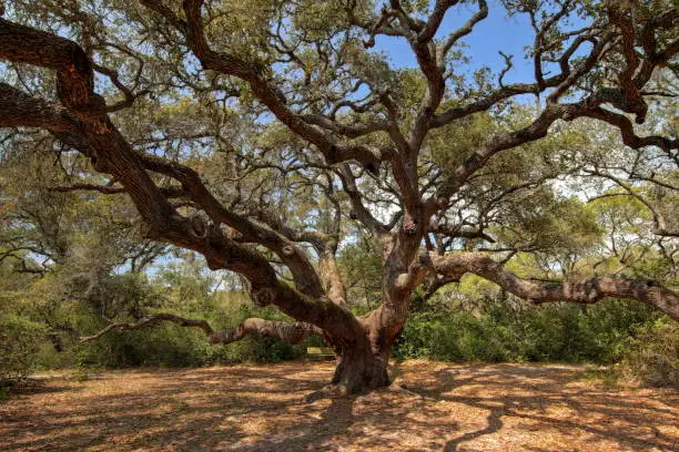 Photo of Oak Tree, Goose Island texas