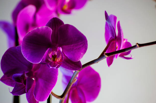 istock Lilac flower of orchid 667613974