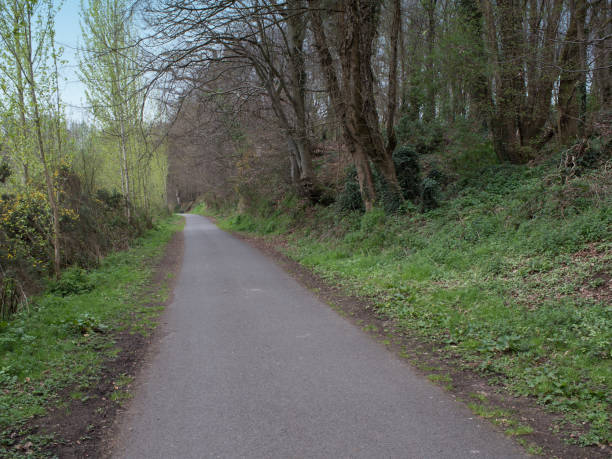 istock Spring forest in Northern Ireland 667614022