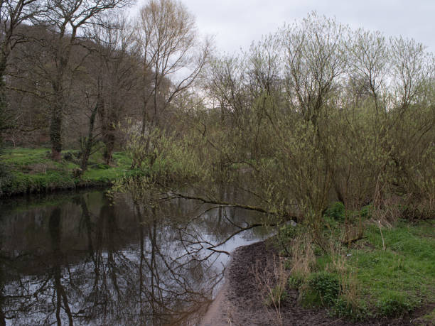 istock Spring forest in Northern Ireland 667614046