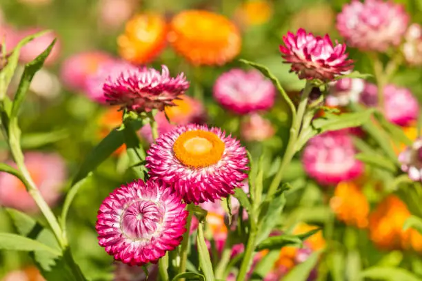 closeup of pink and orange strawflowers in bloom