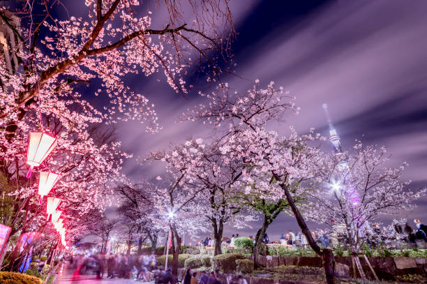 Tokyo at night cherry blossoms Night Cherry Blossoms in Tokyo 月 stock pictures, royalty-free photos & images