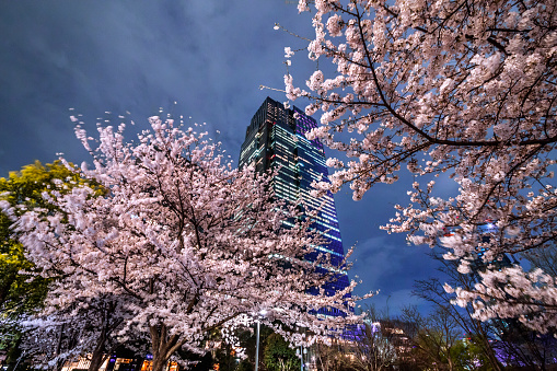 Night Cherry Blossoms in Tokyo