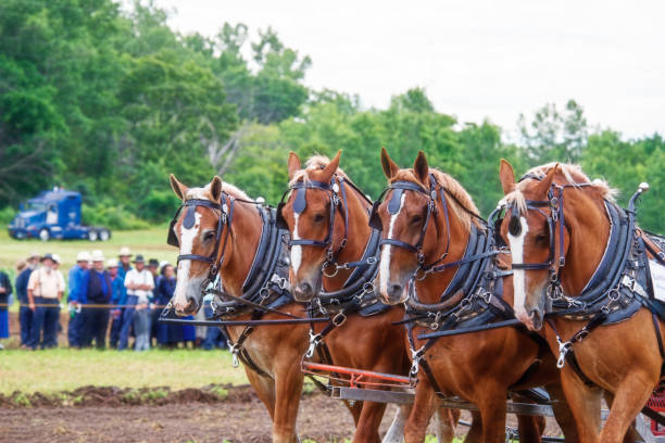 quatro cavalos belgas - belgian horse - fotografias e filmes do acervo