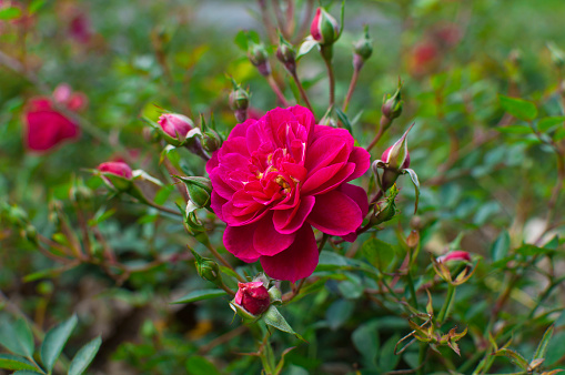 flowers, red, roses, garden, poland