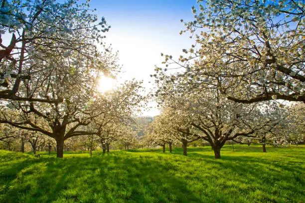 Blooming cherry trees in a natural landscape