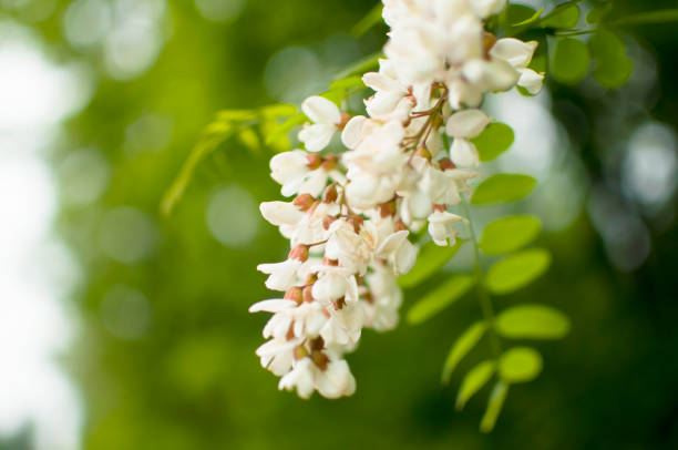 istock Garden flower in soft tones 667625488