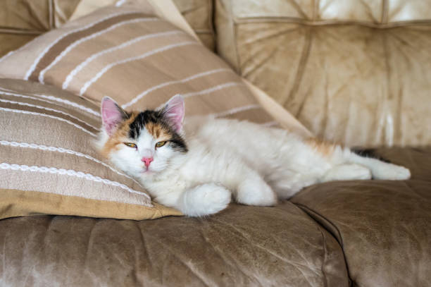 A red white cat lying on the soft sofa near a pillows in a room