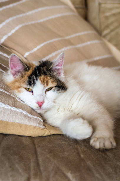 istock A red white cat lying on the soft sofa near a pillows 667628822