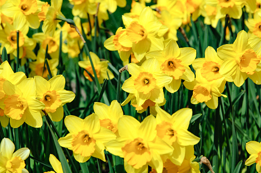 Forest floor covered in different coloured daffodils in late Spring