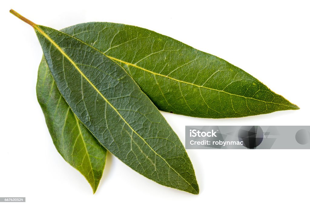 Bay Leaves isolated Bay leaves isolated on white. Bay Leaf Stock Photo