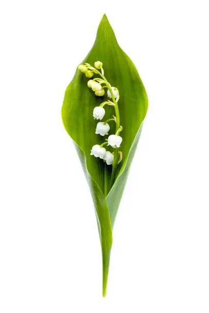 Photo of Lily-of-the-Valley Isolated on White