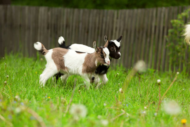 istock Yeanlings on a green meadow. 667632608