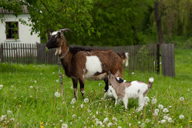 istock Brown goat with yeanling grazing in a meadow 667632612
