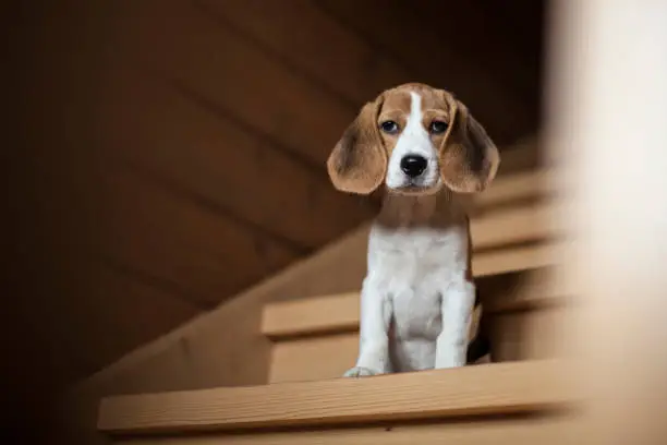 Cute little beagle puppy sitting on wooden staircase and watching into the camera.